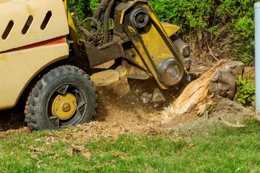 How Stump Grinding Improves Lawn Health And Appearance Sorrento FL