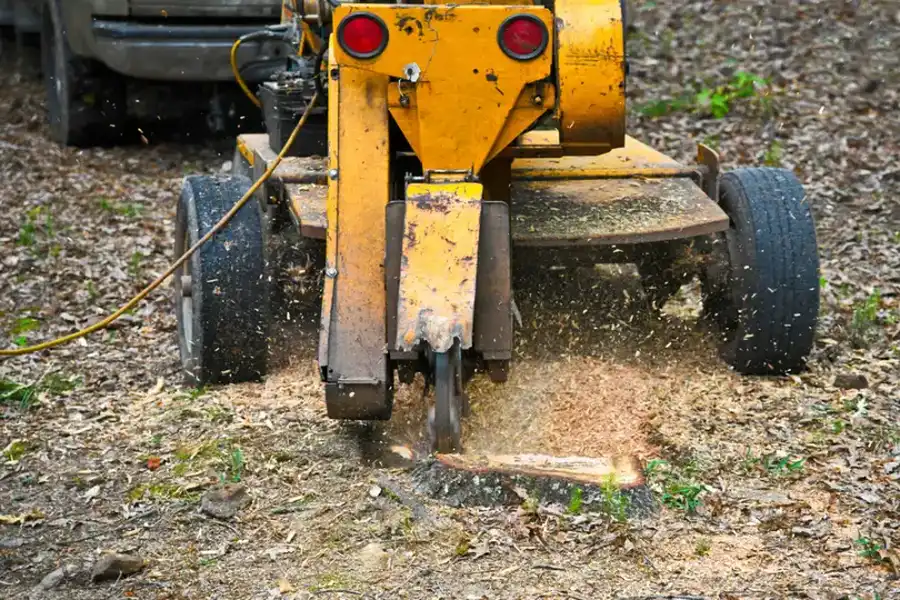 How Stump Grinding Improves Lawn Health And Appearance in Sorrento FL