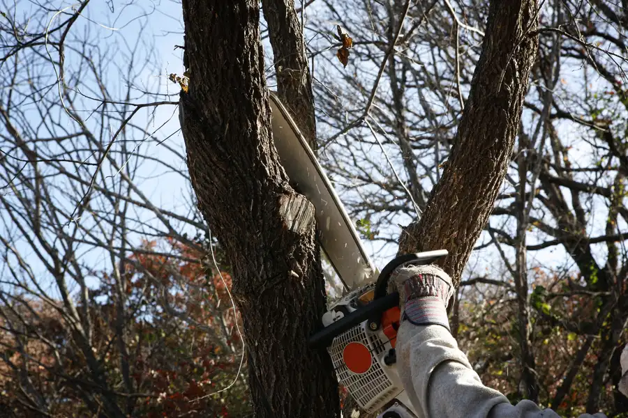 Preparing Your Property For A Tree Removal Service Visit Sorrento FL