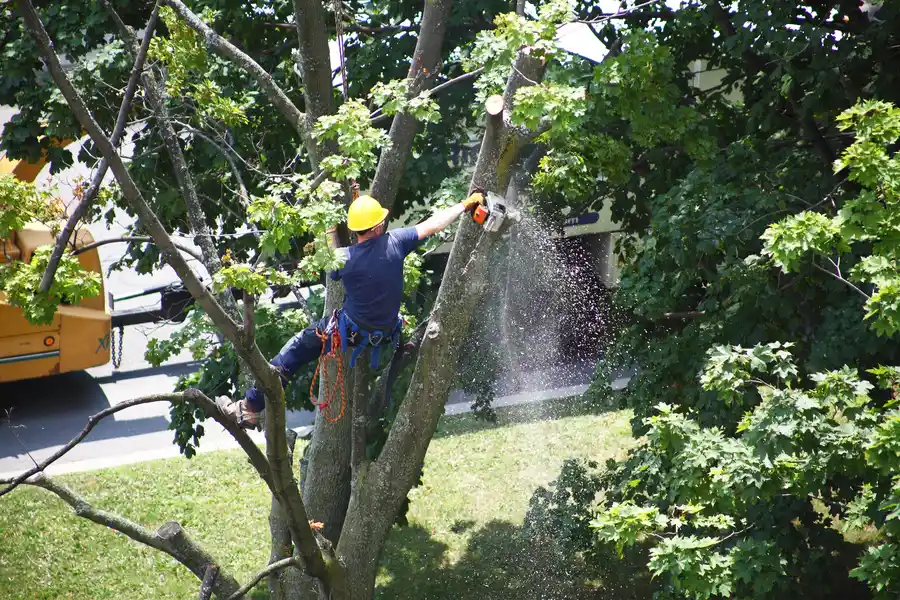 Preparing Your Property For A Tree Removal Service Visit in Sorrento FL